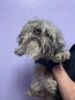 Shih Tzu and Mixed Breed Dogs Available for Adoption - 60781959 | PetCurious