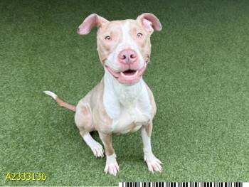 Mixed Breed Dogs Available for Adoption in West Palm Beach, Florida - ALMOND | PetCurious