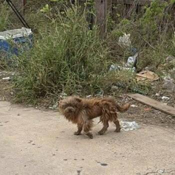 Terrier Dogs Available for Adoption in New York, New York - Oscar (TX) | PetCurious