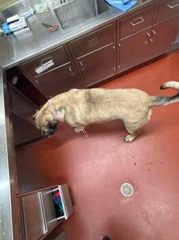 Ursula -  Mastiff Dog for Adoption in Douglasville, Georgia - Ursula | PetCurious