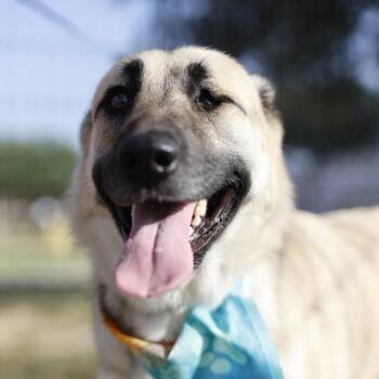 QUEEN -  German Shepherd Dog Dog for Adoption in San Antonio, Texas - QUEEN | PetCurious