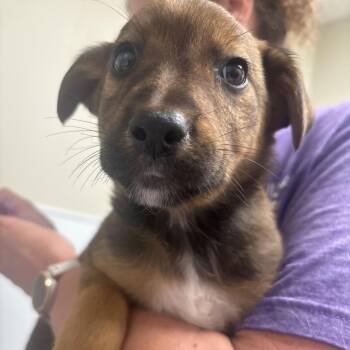 Mixed Breed Dogs Available for Adoption in Tulsa, Oklahoma - Demi | PetCurious