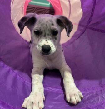 Australian Cattle Dog Blue Heeler and Dalmatian Dogs Available for Adoption in Henderson, Nevada - Mick | PetCurious