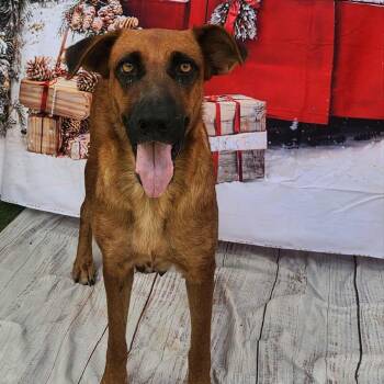 Rescue Black Mouth Cur and Dutch Shepherd Dogs for Adoption in Austin, Texas - Zola JuM | PetCurious