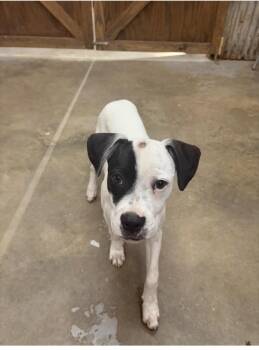 Rescue American Staffordshire Terrier Dogs for Adoption in Brewton, Alabama - Costello | PetCurious