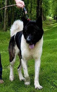 Zeke -  Akita Dog for Adoption in Sumter, South Carolina - Zeke | PetCurious