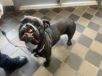 Mixed Breed Dogs Available for Adoption - Lucy-Belle | PetCurious