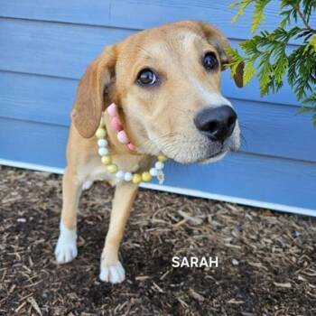 Mixed Breed Dogs Available for Adoption in Montreal, Quebec - Sarah | PetCurious