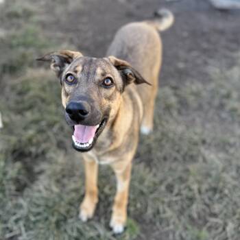 Ruby -  German Shepherd Dog and Labrador Retriever Dog for Adoption in Amarillo, Texas - Ruby | PetCurious