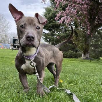 Mixed Breed Dogs Available for Adoption in Fairport, New York - Big Mama | PetCurious