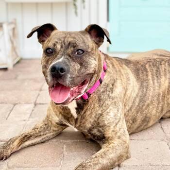 Rescue Pit Bull Terrier Dogs for Adoption in Scottsdale, Arizona - Ashley | PetCurious