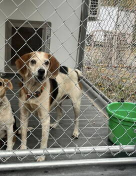 Rescue Beagle Dogs for Adoption in Hinton, West Virginia - Beau (7yo, 20lbs) | PetCurious