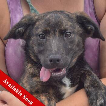 Lotus -  Black Labrador Retriever and Australian Shepherd Dog for Adoption in Huntley, Illinois - Lotus | PetCurious