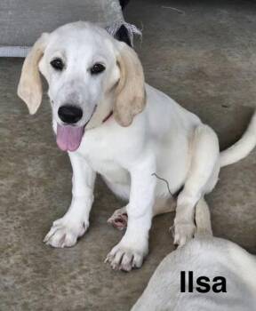 Ilsa -  Basset Hound and Great Pyrenees Dog for Adoption in Cedarburg, Wisconsin - Ilsa | PetCurious
