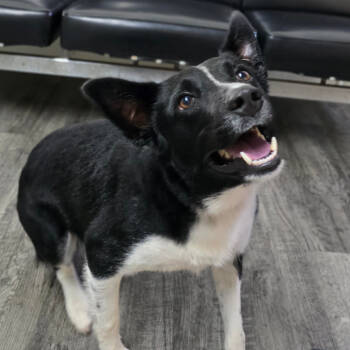 Rescue Border Collie Dogs for Adoption in Holton, Kansas - JAZZ | PetCurious