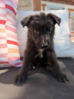Huff -  German Shepherd Dog Dog for Adoption in Pleasant Hill, California - Huff | PetCurious