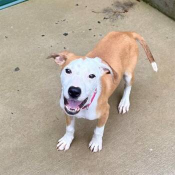 Labrador Retriever and Mixed Breed Dogs Available for Adoption in Leesburg, Virginia - KAY | PetCurious