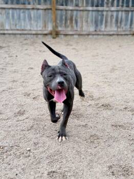 Mixed Breed Dogs Available for Adoption in Muskegon, Michigan - Jersey | PetCurious