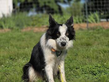 Jin -  Border Collie Dog for Adoption in Chestertown, Maryland - Jin | PetCurious