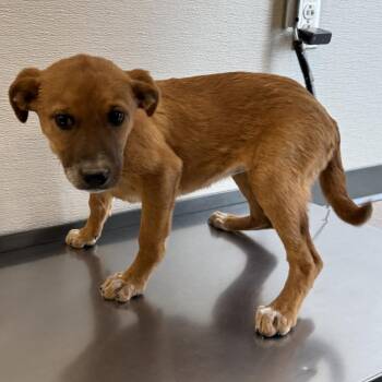 Sunny -  Mixed Breed Dog for Adoption in Las Cruces, New Mexico - Sunny | PetCurious