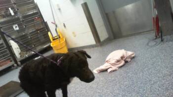 BARNIE -  Chesapeake Bay Retriever and Mixed Breed Dog for Adoption in Charlotte, North Carolina - BARNIE | PetCurious