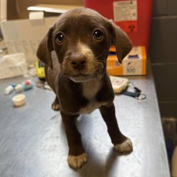 Labrador Retriever and Hound Dogs Available for Adoption in Tuscaloosa, Alabama - TUSC-Stray-84256_2_3_4_5 | PetCurious