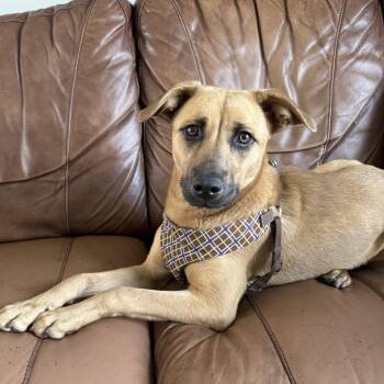 Sandy -  Mixed Breed Dog for Adoption in Minneapolis, Minnesota - Sandy | PetCurious