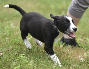 Coconut -  Border Collie and Great Pyrenees Dog for Adoption in Mechanicsburg, Pennsylvania - Coconut | PetCurious