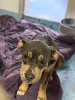 Maximus -  Cattle Dog and Mixed Breed Dog for Adoption in Gainesville, Florida - Maximus | PetCurious