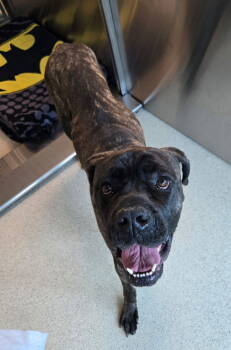 Rescue Cane Corso Dogs for Adoption in Pontiac, Michigan - Emerson | PetCurious