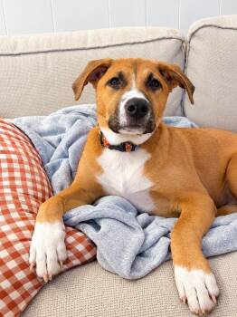 Magpie -  Beagle and Boxer Dog for Adoption - Magpie | PetCurious