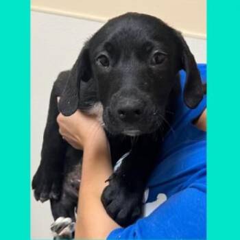 Han/Holiday -  Labrador Retriever and Mixed Breed Dog for Adoption in Grand Junction, Colorado - Han/Holiday | PetCurious