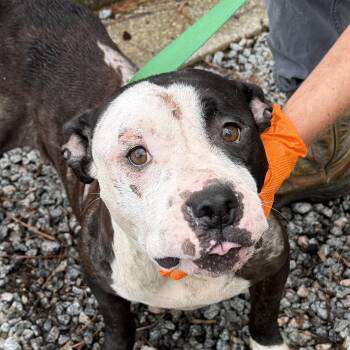 Belle, poor baby girl abandoned at the river with her doghouse a -  Pit Bull Terrier Dog for Adoption in Charlottesville, Virginia - Belle, Poor Baby Girl Abandoned At The River With Her Doghouse A | PetCurious