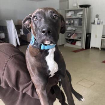 Kyson -  Cane Corso and Boxer Dog for Adoption in East St. Louis, Illinois - Kyson | PetCurious