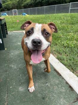 Bernadette -  Boxer Dog for Adoption in Saint Charles, Missouri - Bernadette | PetCurious