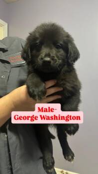 George Washington (Red collar) -  Labrador Retriever and Poodle Dog for Adoption in Russellville, Kentucky - George Washington (Red Collar) | PetCurious