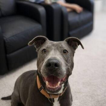 Pit Bull Terrier and American Staffordshire Terrier Dogs Available for Adoption - Rex Loves Toys | PetCurious