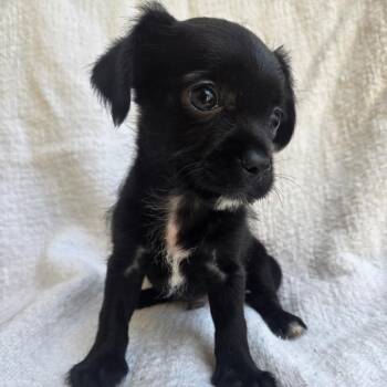 Puppy4 -  Chihuahua Dog for Adoption in Calimesa, California - Puppy4 | PetCurious