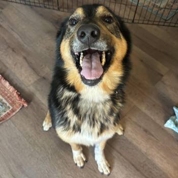 Keanu -  Shepherd Dog for Adoption in Portland, Oregon - Keanu | PetCurious