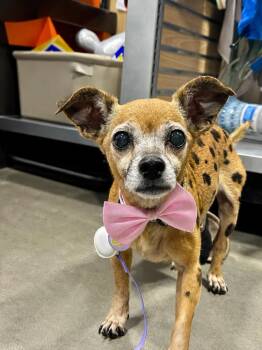 Edie -  Chihuahua Dog for Adoption in Shawnee, Oklahoma - Edie | PetCurious