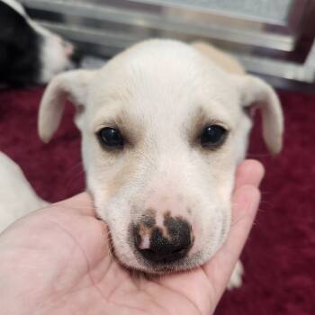 Rescue Border Collie Dogs for Adoption in North Battleford, Saskatchewan - Cheese | PetCurious