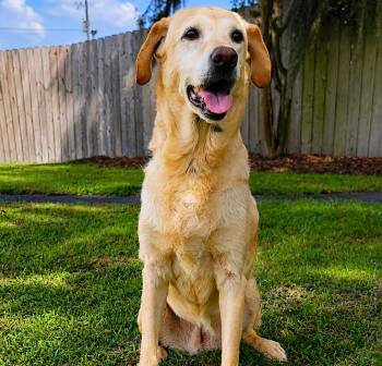 Oakley -  Labrador Retriever Dog for Adoption in Valdosta, Georgia - Oakley | PetCurious