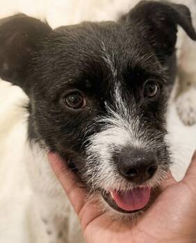Cairn Terrier Dogs Available for Adoption in Houston, Texas - Willy! The Social Butterfly With A Soft Spot For Snuggles | PetCurious