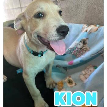 Kion -  American Staffordshire Terrier and Labrador Retriever Dog for Adoption in Hampton, Virginia - Kion | PetCurious