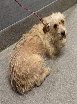 Rescue Terrier and Mixed Breed Dogs for Adoption in Las Vegas, Nevada - PEANUT | PetCurious