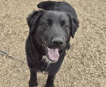 Newfoundland Dog and Labrador Retriever Dogs Available for Adoption in Albuquerque, New Mexico - PIKE | PetCurious