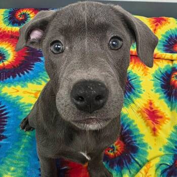 Trixie -  Pit Bull Terrier and American Staffordshire Terrier Dog for Adoption in Bryan, Texas - Trixie | PetCurious