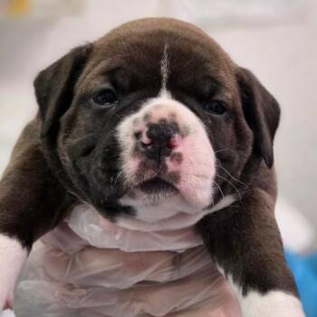 Felicia -  Mixed Breed Dog for Adoption in Charleston, West Virginia - Felicia | PetCurious