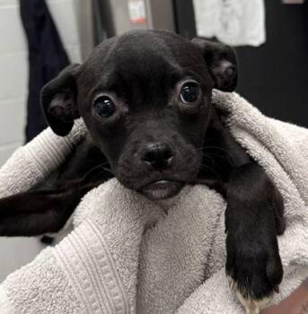 Trinket -  Pug and Mixed Breed Dog for Adoption in Kansas City, Missouri - Trinket | PetCurious