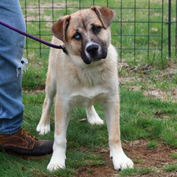 Husky Dogs Available for Adoption in Stormville, New York - CT Dozer | PetCurious